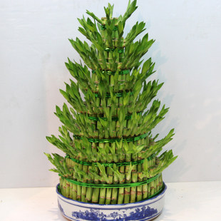 上海开业8层节节高富贵绿植办公室内绿植