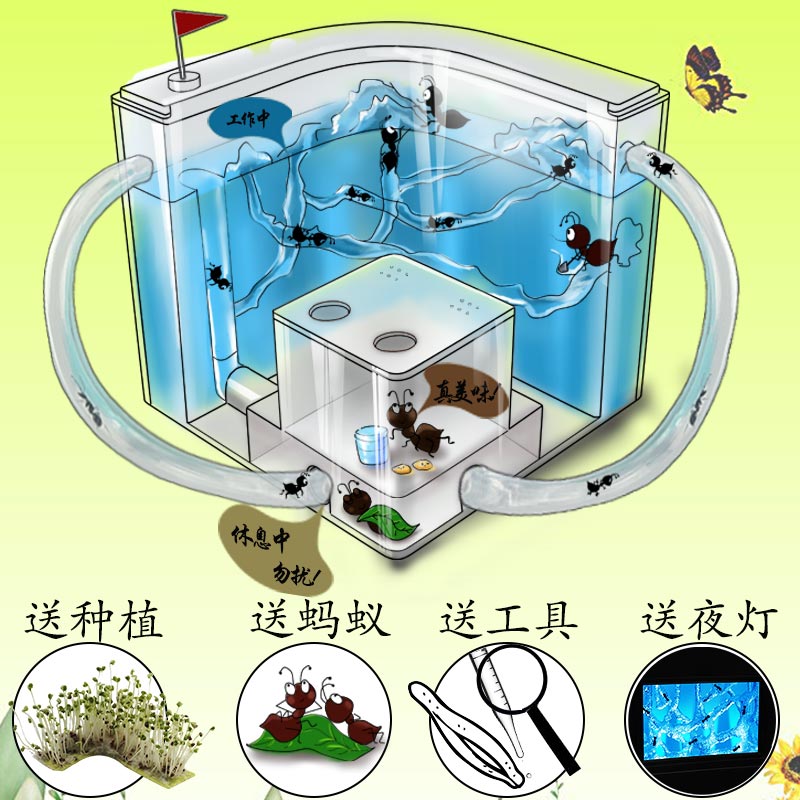 蚂蚁工坊别墅家园蚂蚁城堡生态箱学生蚁巢小宠物活体弓背蚁后盒子