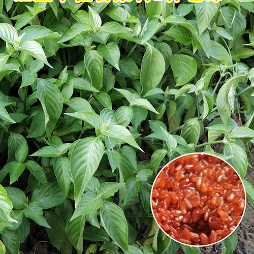 植物染料红色五色糯米红蓝蓝叶兰草丝线米饭香菇类