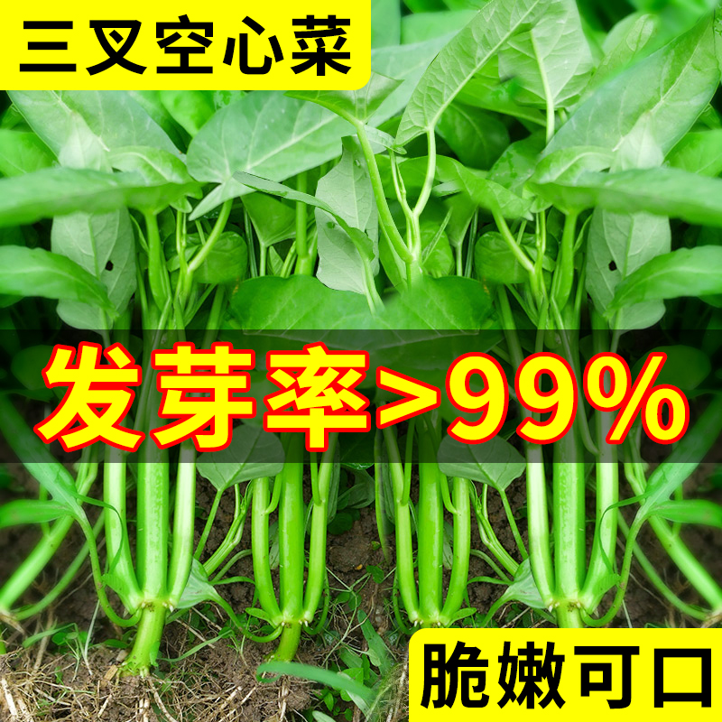 三叉空心菜种籽四季水培蔬菜种子大全阳台种植竹叶菜苗荠菜种籽孑