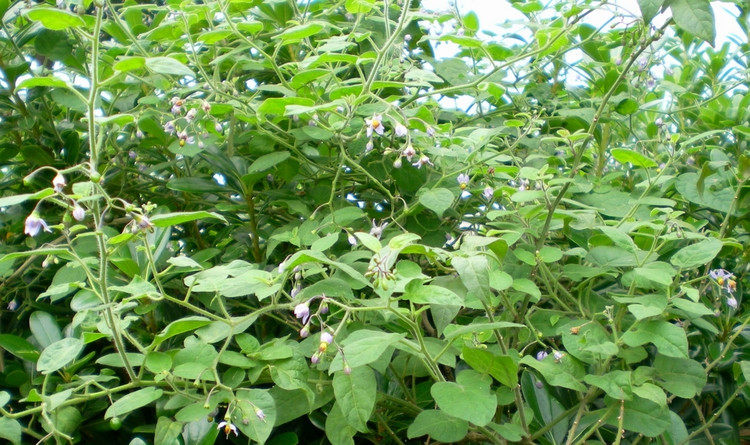 野生中药材 白英 白毛藤 毛风藤 毛秀才 排风藤500g