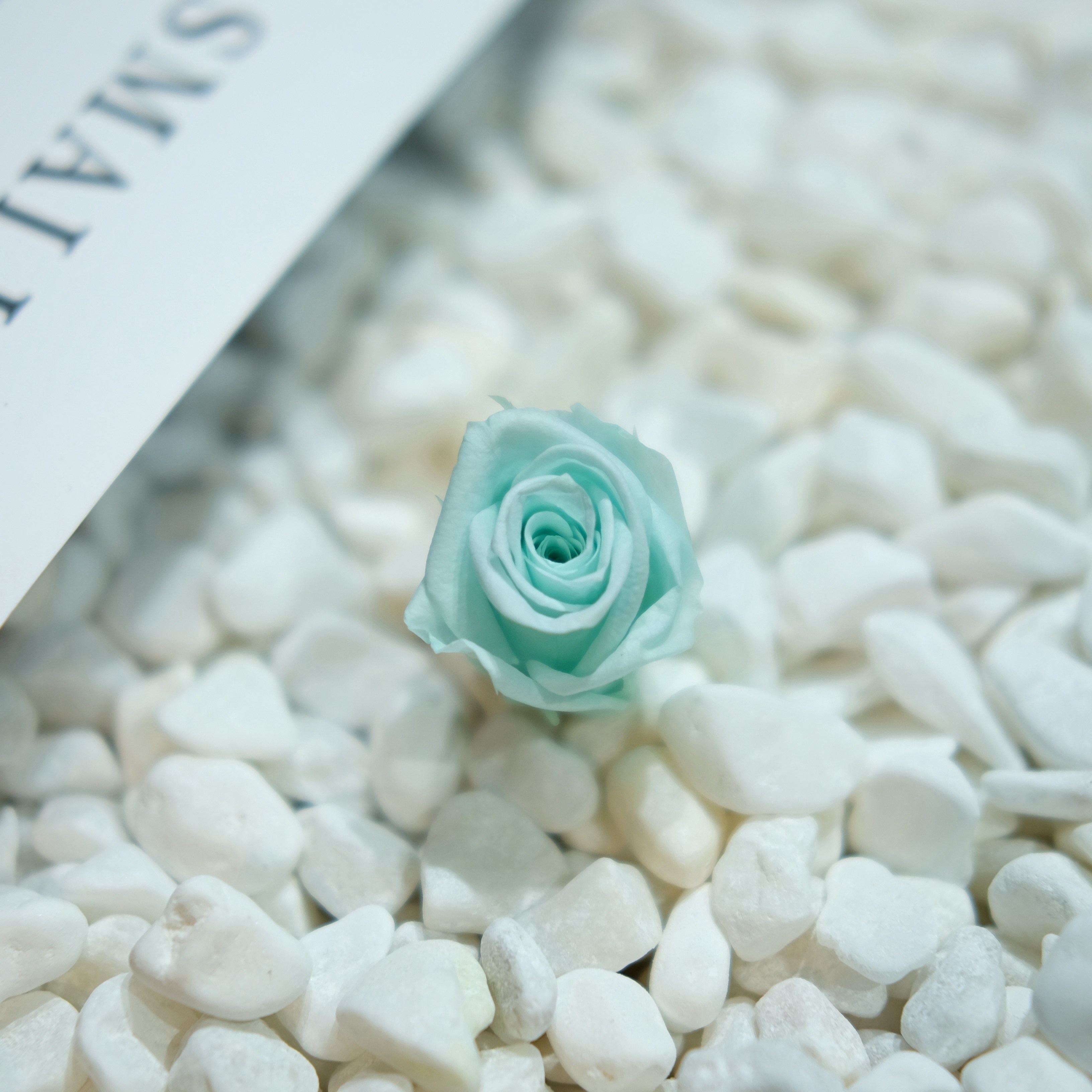 freezelove国产出口23cm蒂芙蒂芙尼尼蓝永生玫瑰花diy永生花