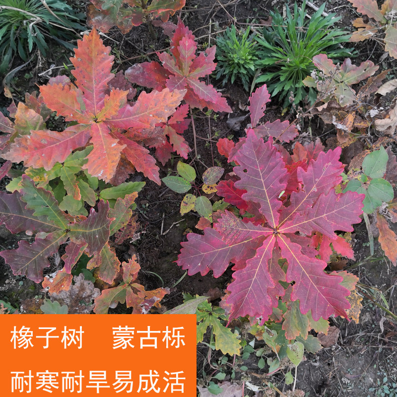 橡树苗蒙古栎树苗东北耐寒耐旱易成活绿化造林景观树苗盆栽地栽苗