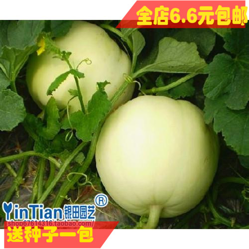 银田种业 蔬果种子 庭院种植 甜瓜种子 香瓜种子 满6.6元包在类目 农用物资, 种子/种苗, 蔬菜种子中 - 来自Buy2taobao.com提供专业的淘宝代购服务
