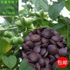 当年采摘1kg装种植级秘鲁原种星油藤美藤果印奇果种子包邮|ru 当年采摘1kg装种植级秘鲁原种星油藤美藤果印奇果种子包邮|ru