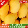 正宗缅甸圣德龙芒果大果一级精品新鲜水果20斤装坏果包赔|ru 正宗缅甸圣德龙芒果大果一级精品新鲜水果20斤装坏果包赔|ru