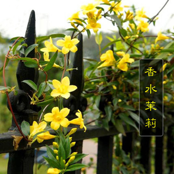 法国香水藤盆栽室内花卉飘香藤庭院茉莉花爬藤蔓植物四季开花绿植