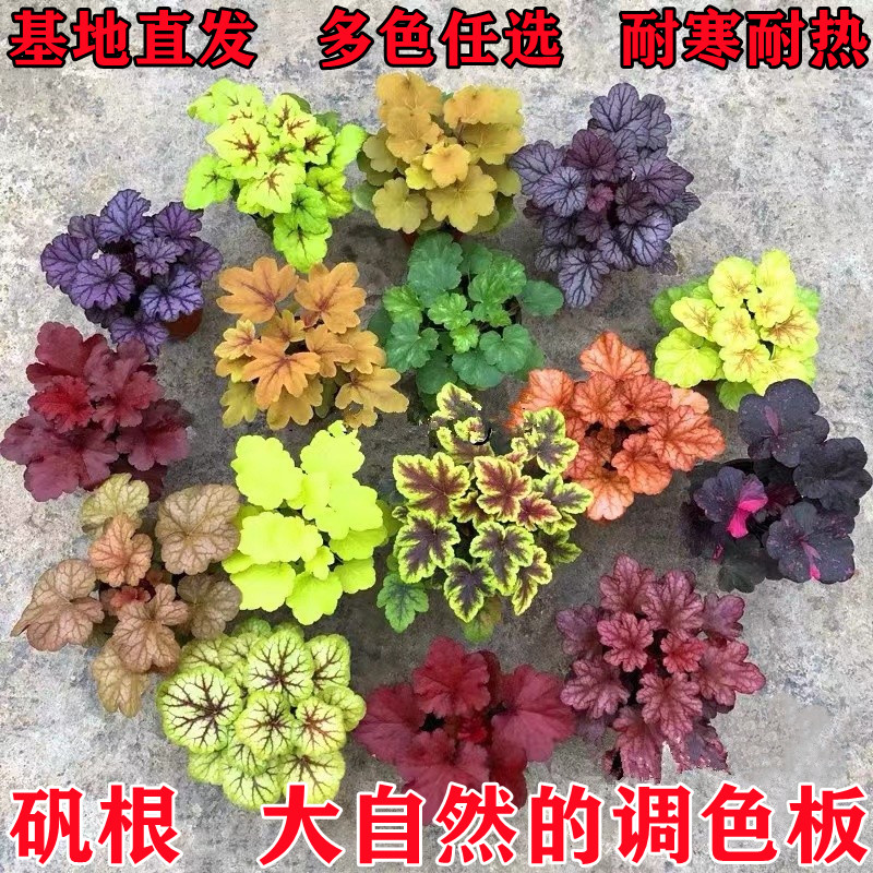 矾根花苗室外植物盆栽大苗耐寒庭院观叶组合草花小苗地栽绿植花卉