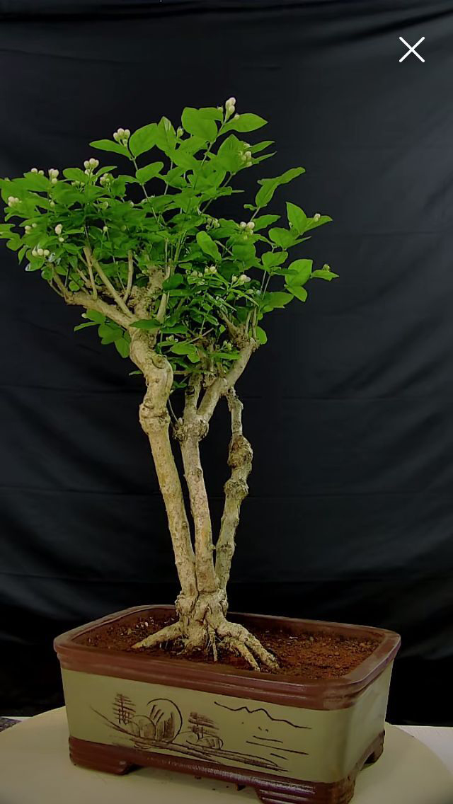 茉莉花老桩盆景经典丛林一物一拍熟桩庭院好养