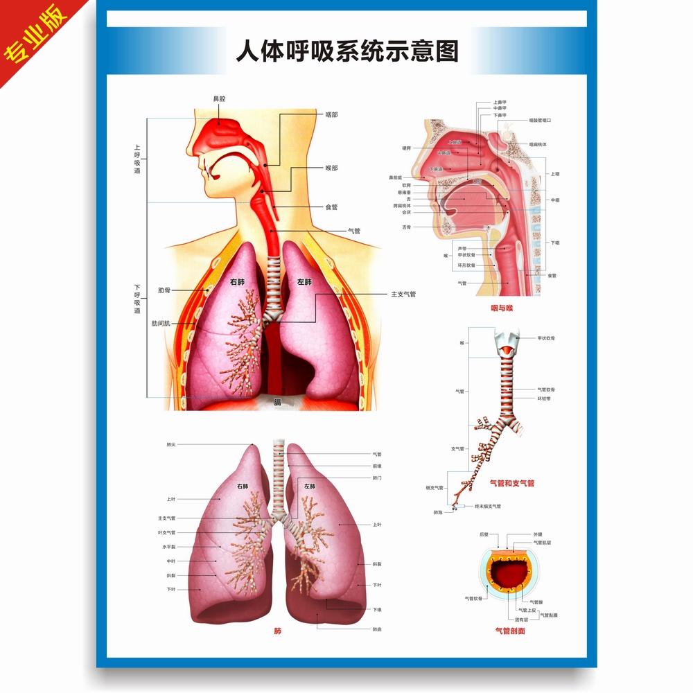 人体呼吸系统结构图呼吸系统构造图高清医院科室医科