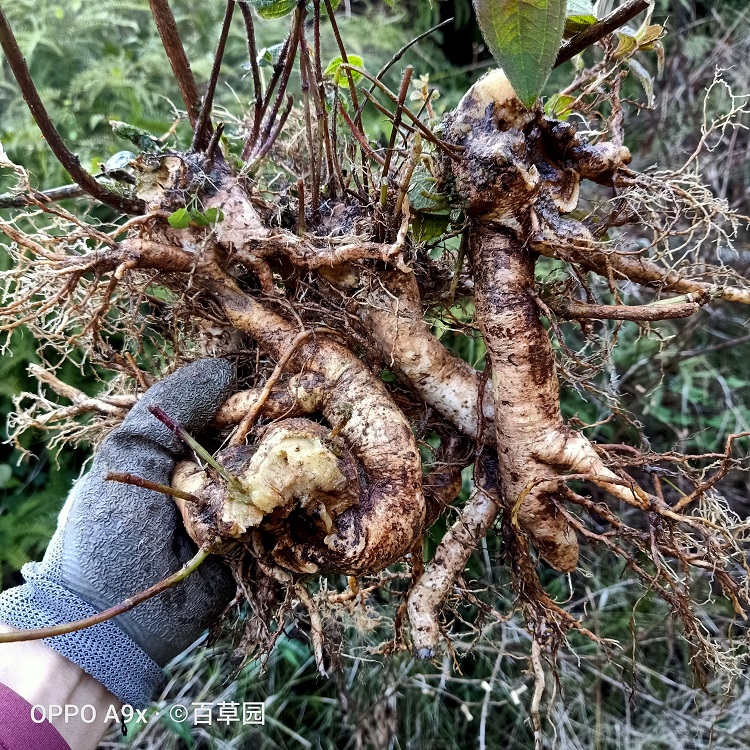 朝天一柱香草药功效图片