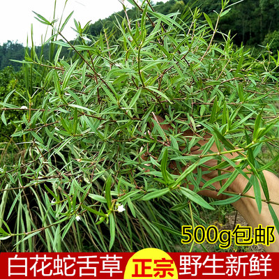 现采野生新鲜白花蛇舌草500g 百花蛇舌草蛇舌草建议配半枝莲使用