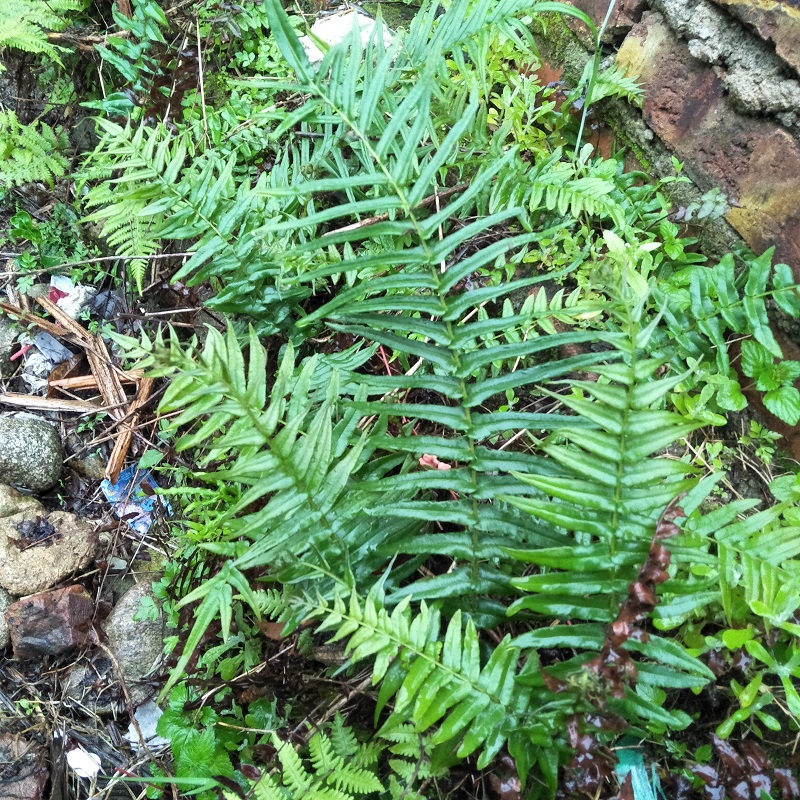 野生蜈蚣草蕨类植物盆景改善土壤研究用新鲜蜈蚣蕨贯众绿植栽绿萝