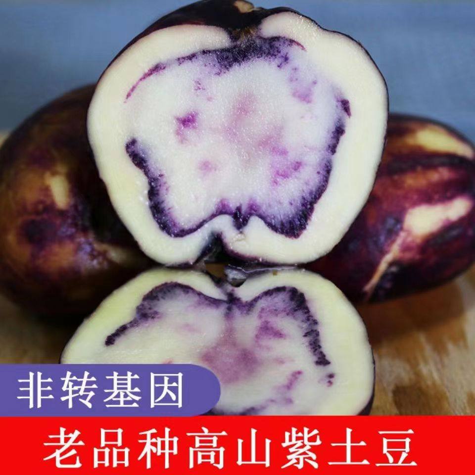 贵州特产四格乌洋芋土豆农家自种七彩花青素新鲜现挖马铃薯非紫薯