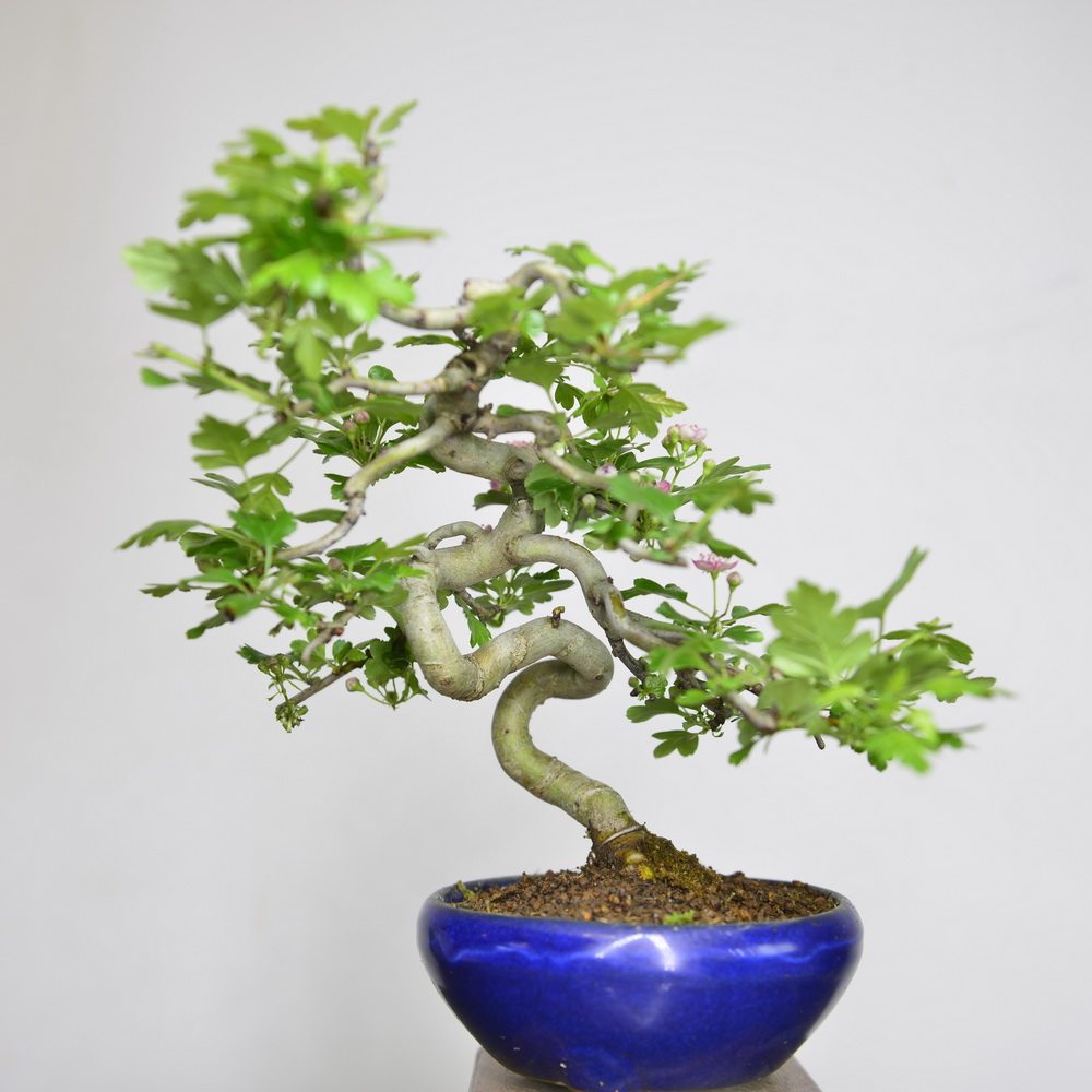 中国记忆山楂盆景日本小品盆栽红花果物进口绿植