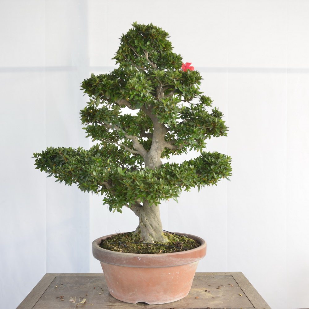 中国记忆记忆日日本杜鹃大杯进口现货阳台庭院绿植