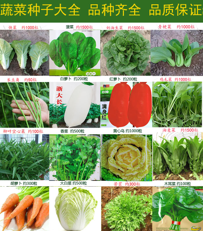 秋季蔬菜种子上海青苏州青乌塌菜菠菜香菜大白菜萝卜芹菜种籽在类目 鲜花速递/花卉仿真/绿植园艺, 花卉/蔬果/草坪种子(新), 家庭园艺种子中 - 来自Buy2taobao.com提供专业的淘宝代购服务