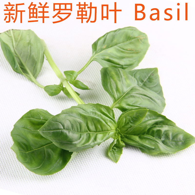 新鲜食用罗勒叶 甜罗勒 basil九层塔 意式西餐配 菜制作青酱