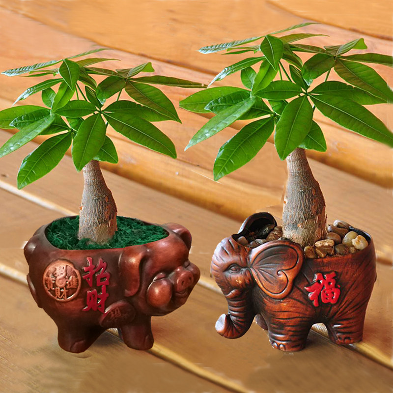 一折招财树摇钱树_发财树盆栽室内花卉小盆景办公室四季常青植物客厅