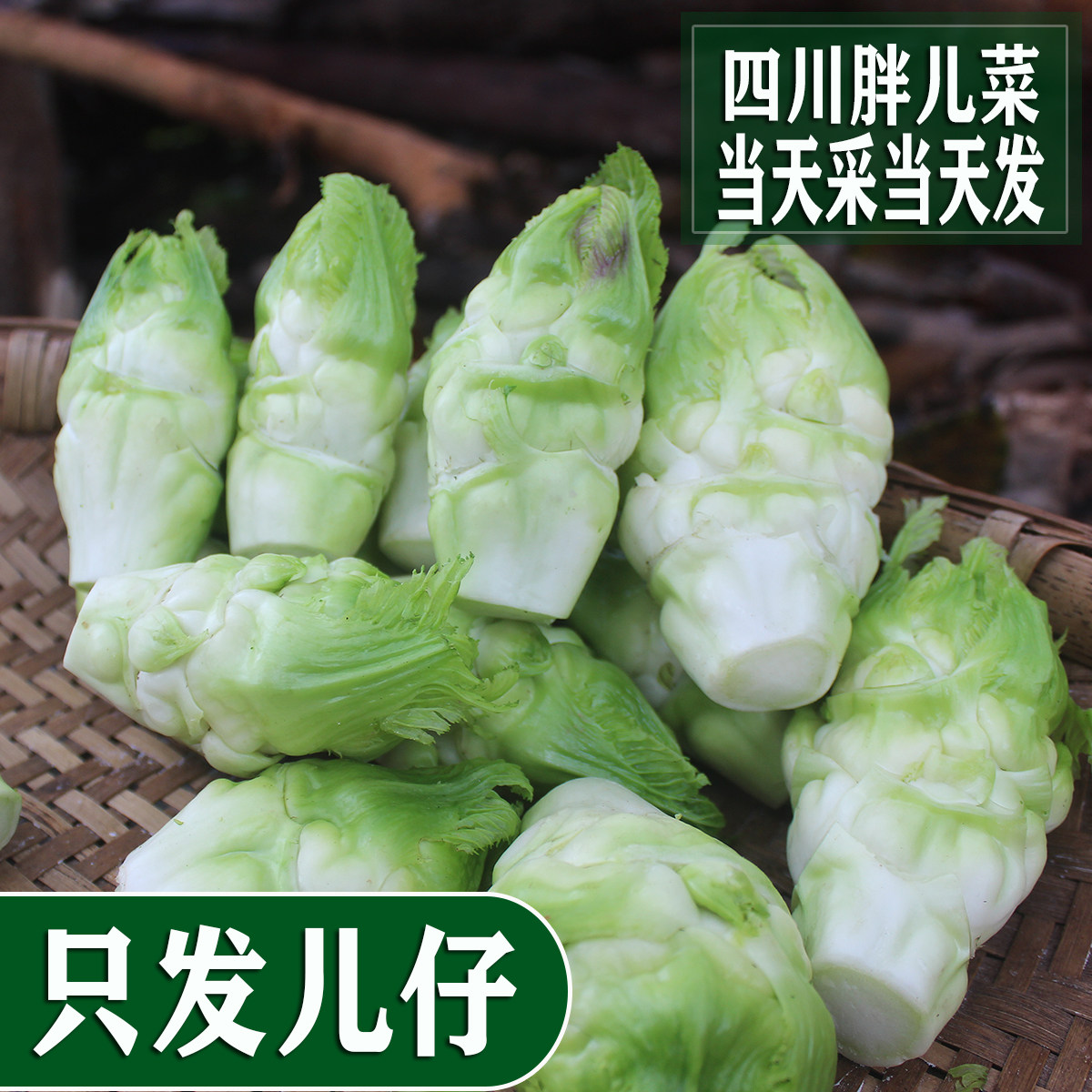 新鲜脆嫩抱儿菜母子娃娃菜抱子芥菜泡菜原料五斤包邮