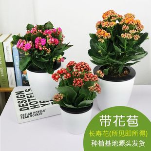 带花苞长寿花盆栽花苗重瓣大花老桩四季开花室内好养易活花卉植物