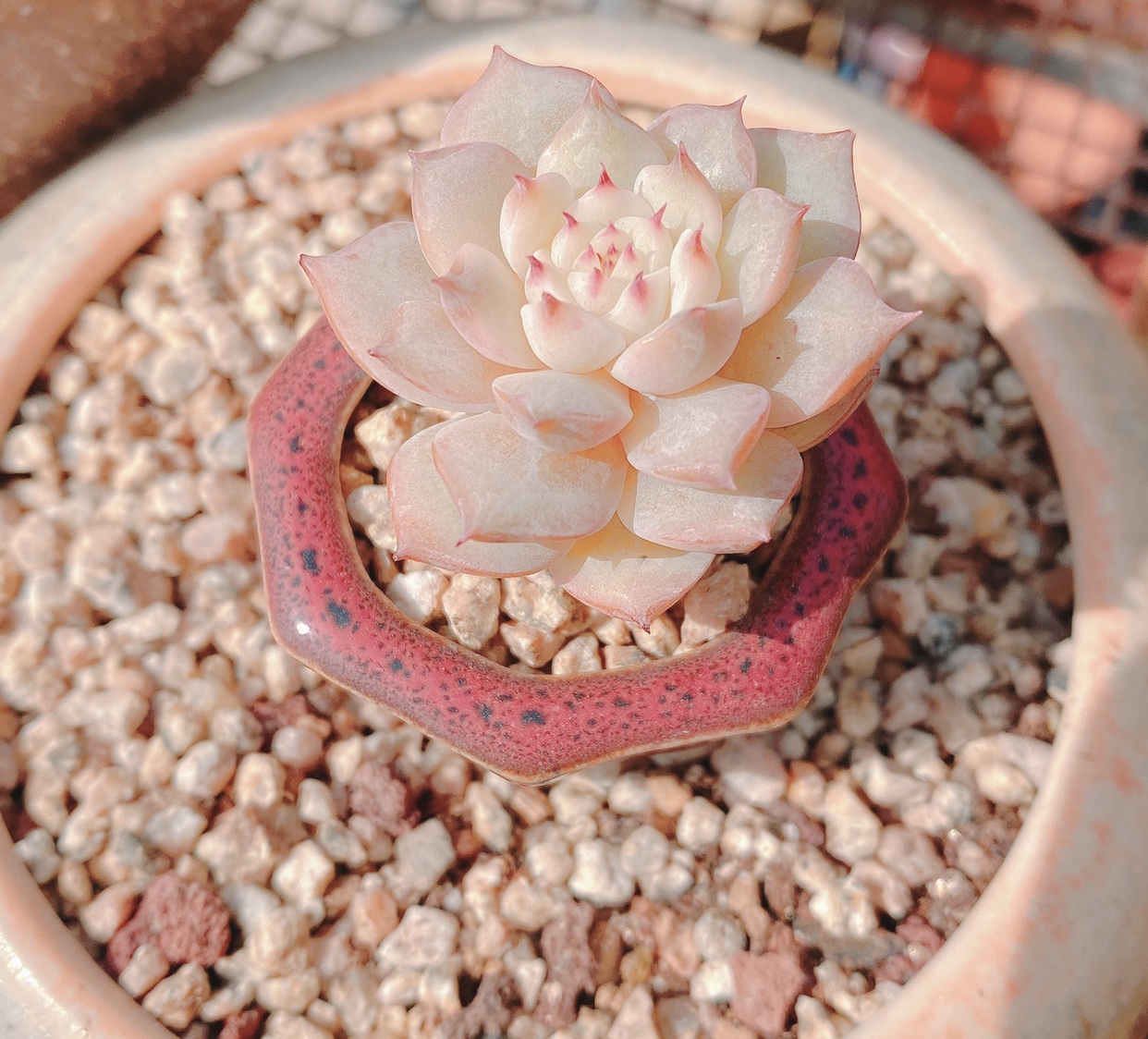 roye多肉植物馆樱花sp小老桩单头可爱粉嫩周正尖尖tp蒂比新杂交