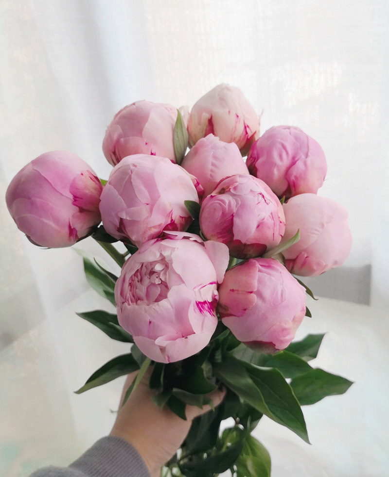 粉芍药 荷兰进口鲜切花五月牡丹家用婚礼水养送爱人礼物同城花束