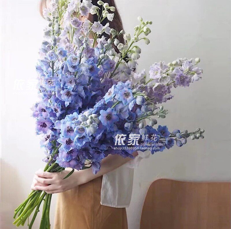 大飞燕 国产小飞燕翠雀花材长杆家用婚礼商务鲜切花瓶插上海直发