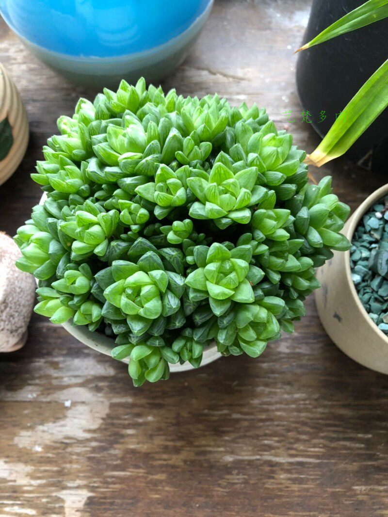 黄金草玉露多肉植物带盆多肉十二卷系类潘氏冰灯玉露大颗玉扇超大