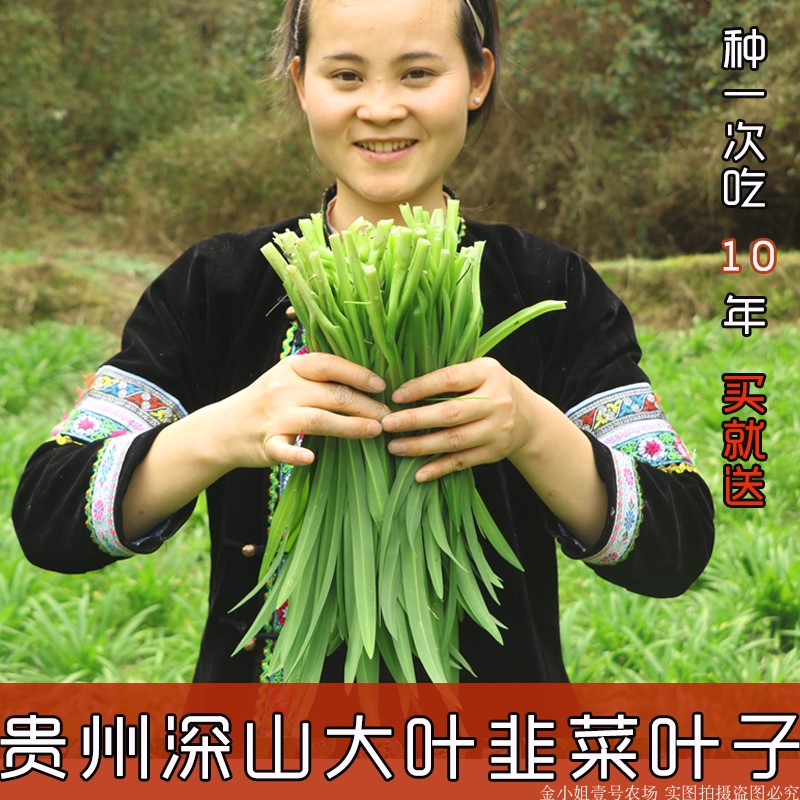 新鲜蔬菜山韭菜叶贵州特产可食用野菜