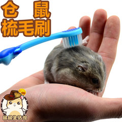 包邮 仓鼠梳毛刷 兔兔荷兰猪龙猫仓鼠用品梳子毛梳 促进血循环