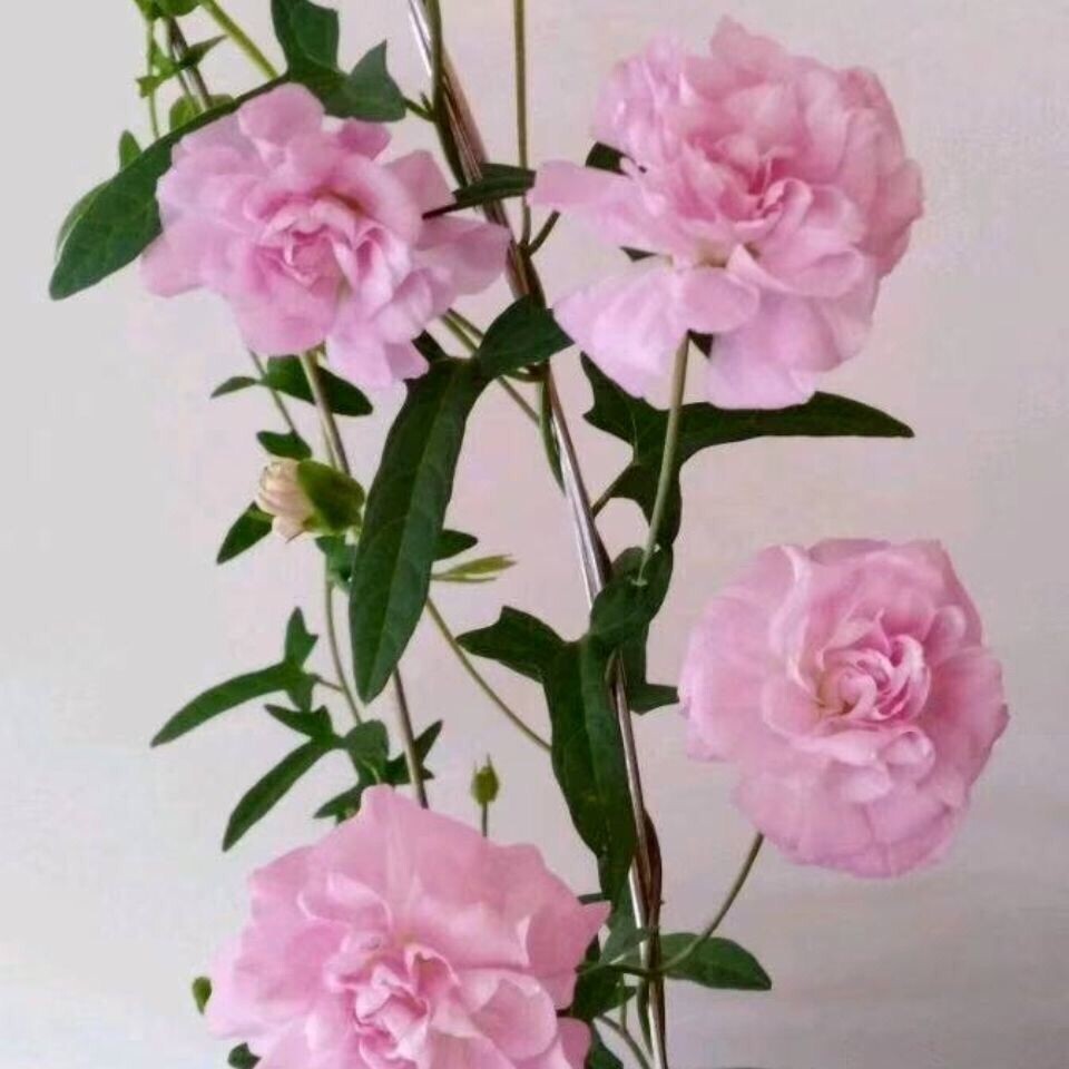 一折缠枝牡丹_缠枝牡丹花 藤本牡丹种根苗 阳台庭院美化耐热耐寒庭院