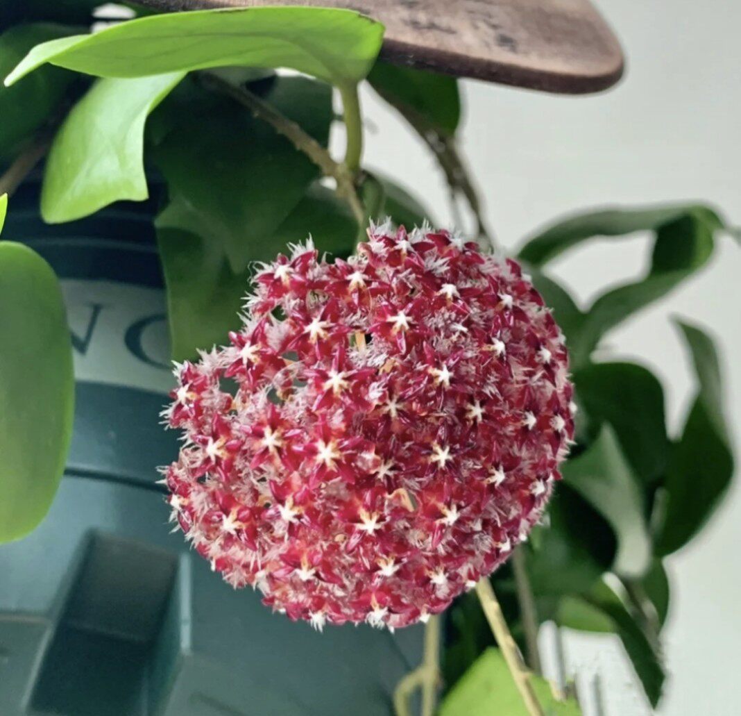 球兰花(球兰花的养殖方法)