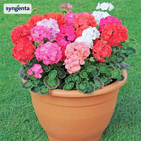 Syngenta 新品 独创天竺葵进口花种子四季种开花室内盆栽易活花卉