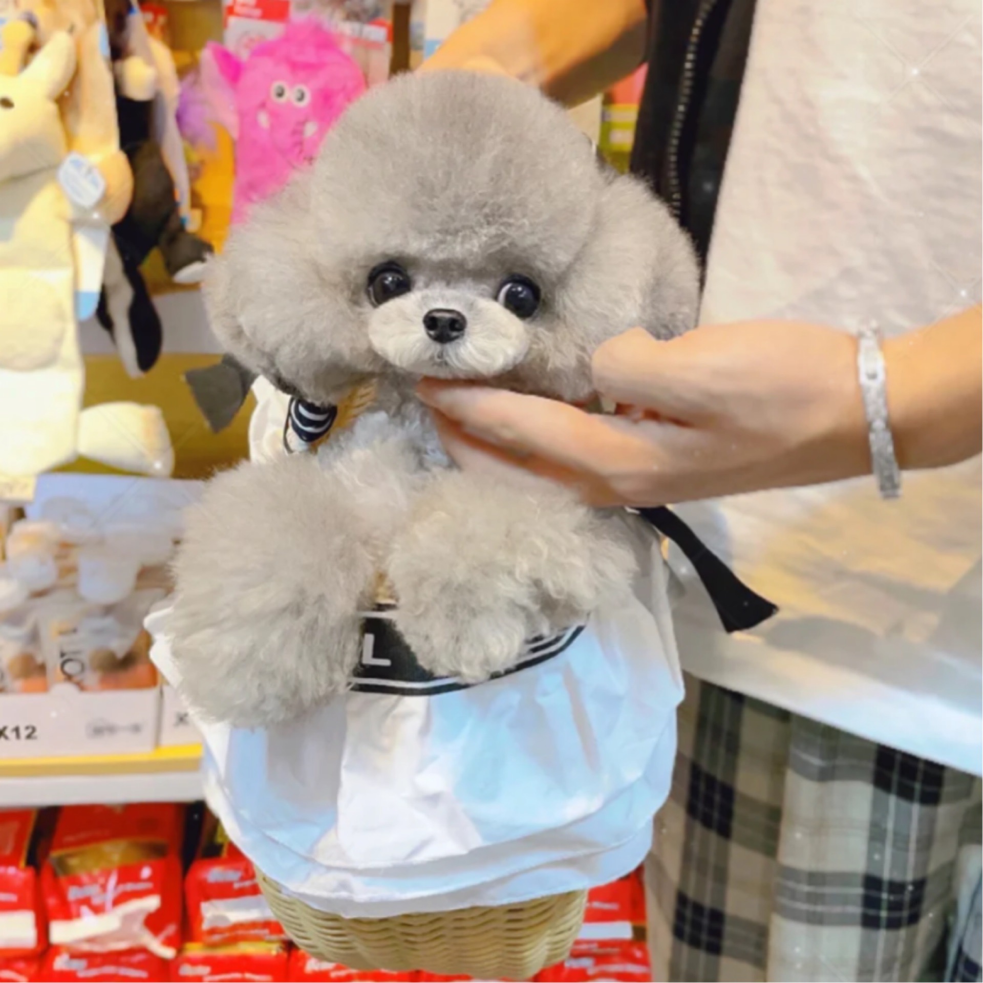 茶杯体飞耳灰色泰迪幼犬活体纯种宠物狗茶杯狗袖珍犬幼崽小型犬