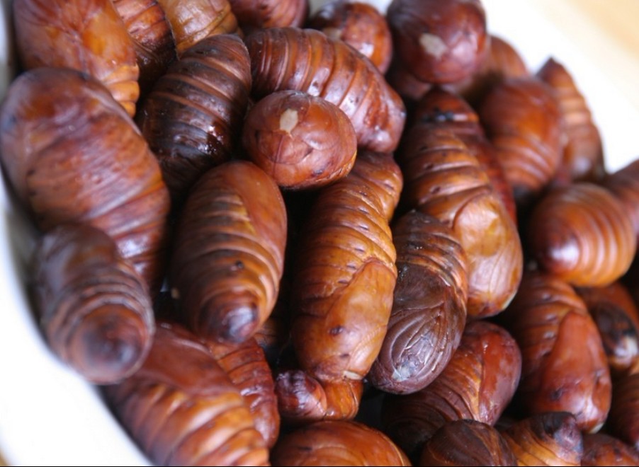 新鲜去壳黄蚕蛹/鲜活野生蚕蛹/大黄蛹/中国柞蚕之乡/一斤包邮