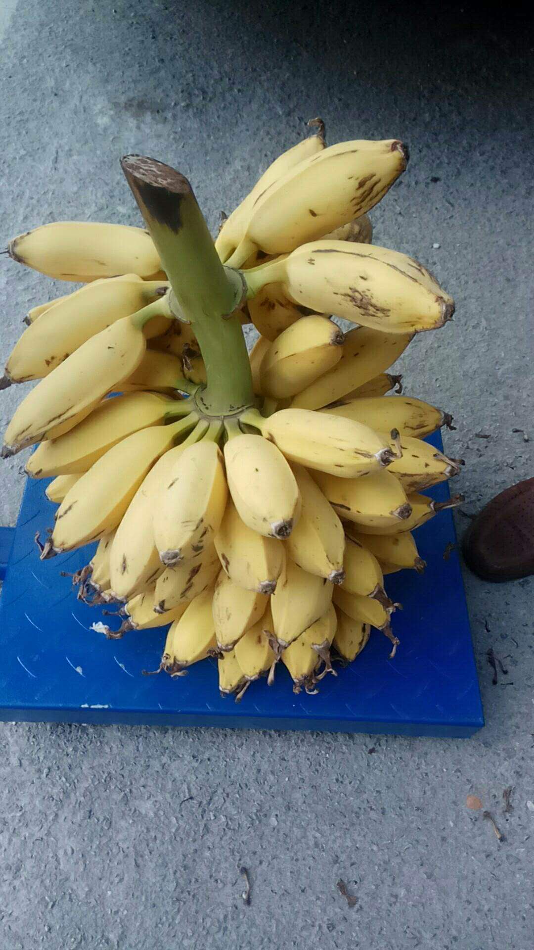 芭蕉水果美食丽江特产小米蕉皇帝蕉非广西海南香蕉带箱约10斤包邮