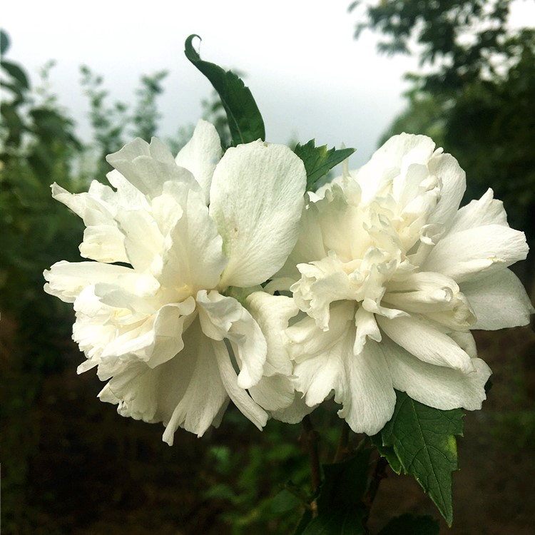 白色木槿花的花语图片