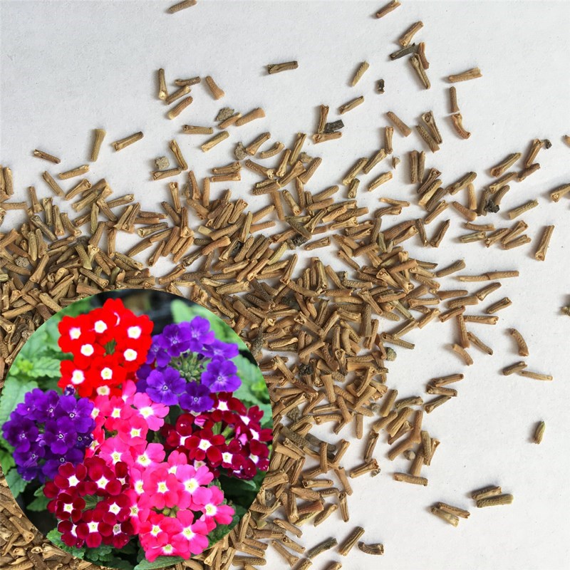 绣球花种子美女樱