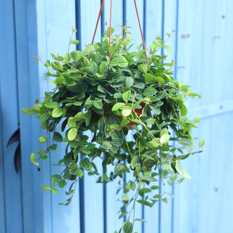 翡翠吊兰盆栽 钻石绿翡翠西瓜皮室内耐阴净化空气观叶绿植带土发