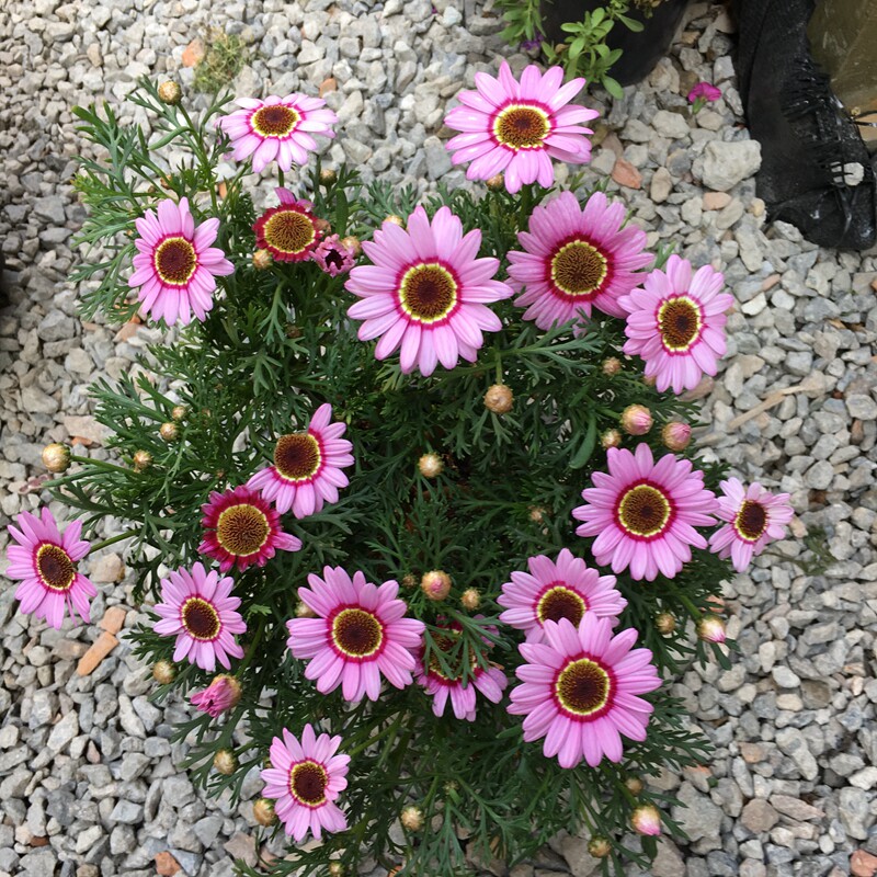 玛格丽特花茼蒿菊