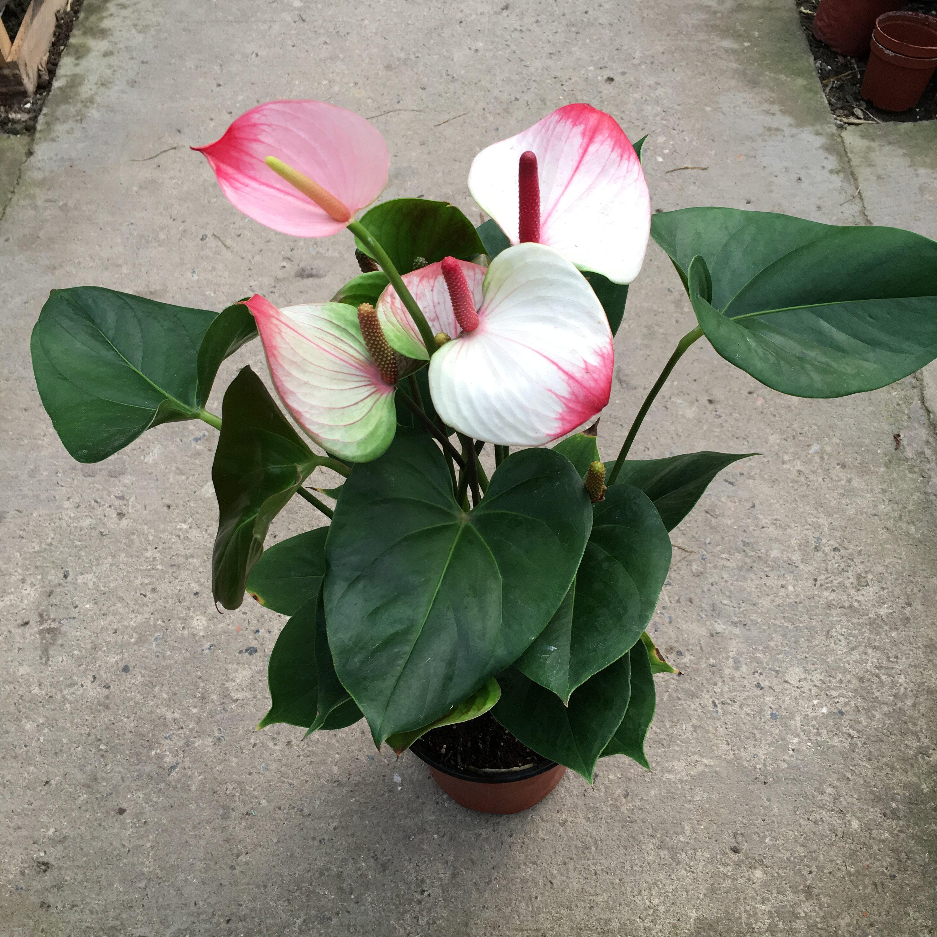 红掌凤梨粉掌白掌红唇室内盆栽花卉水培植物耐阴净化空气吸甲醛