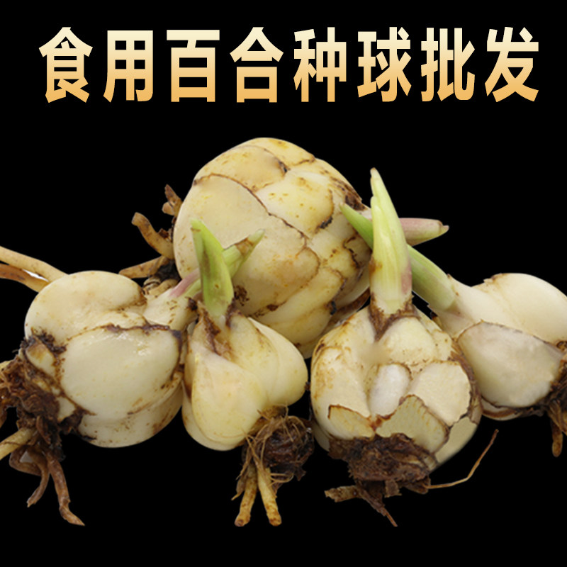 一折食用百合种球种子