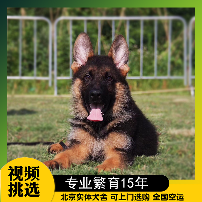 宠物狗大型犬 德国牧羊犬 黑背 大型宠物狗大型猛犬