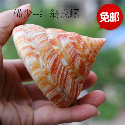 包邮天然贝壳海螺红翁戎螺 水族鱼缸造景观稀有收藏送礼居家摆件