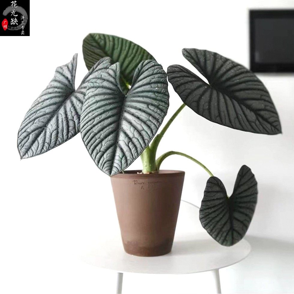 星云海芋热带雨林进口植物天南星科观叶盆栽北欧东南亚风