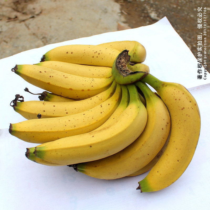 高山稀有机农家超甜芝麻香蕉新鲜母婴水果自然熟天然无添加 包邮