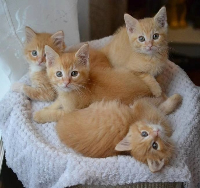 活体猫咪领养_中华田园猫活体橘猫幼崽小土猫幼崽纯黑狸花猫纯白猫咪