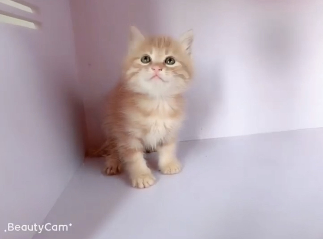 中华田园猫橘猫幼崽土猫狸花猫长毛猫纯白猫异瞳猫家养纯黑猫活体在类目 宠物/宠物食品及用品, 猫咪中 - 来自Buy2taobao.com提供专业的淘宝代购服务