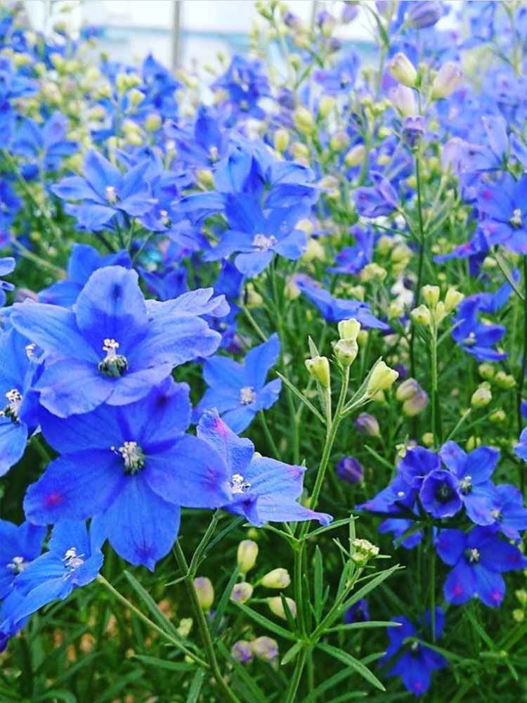 千鸟草小花飞燕草花种子籽耐寒庭院野花阳台盆栽四季蓝色易种春播